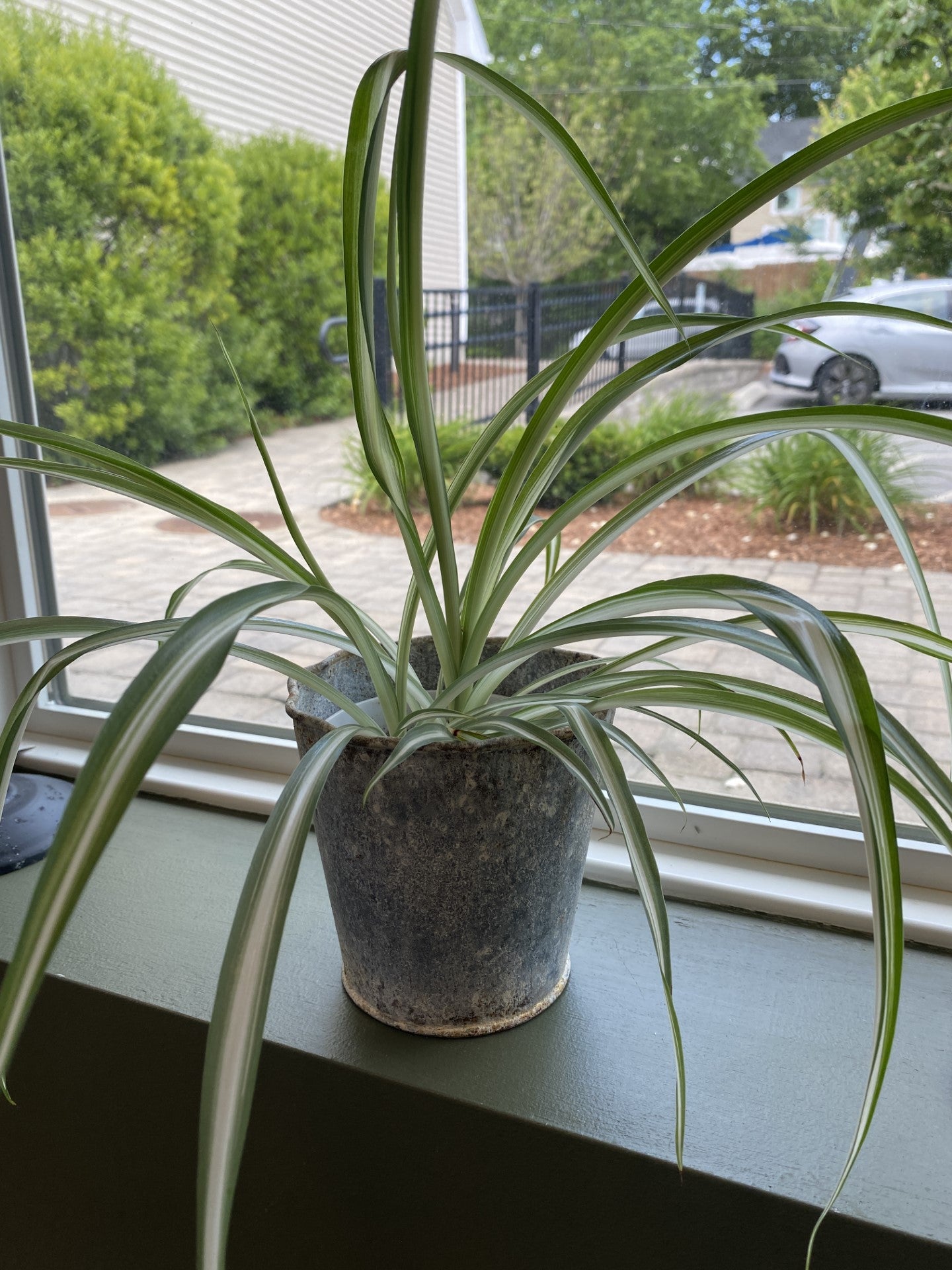 Spider Plant