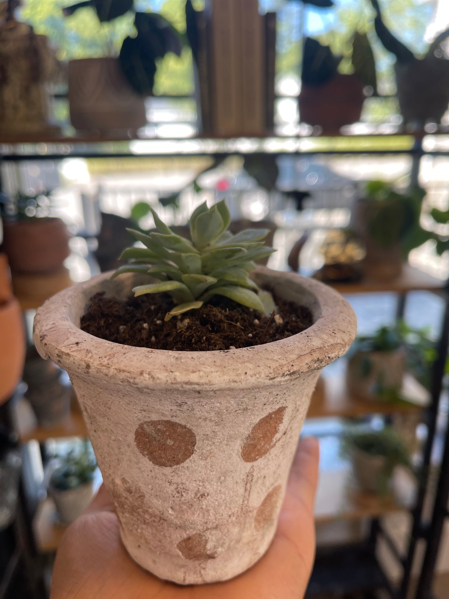 Distressed Clay Planter